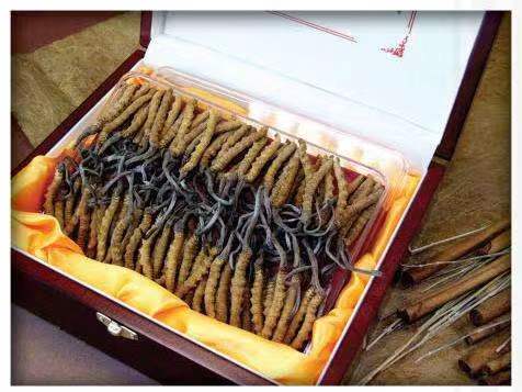 海北冬虫夏草回收